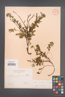 Cytisus ratisbonensis [KOR 3231]