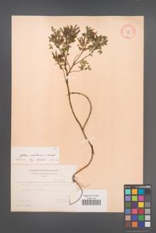 Cytisus ratisbonensis [KOR 3221]