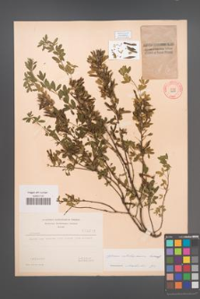 Cytisus ratisbonensis [KOR 3219]