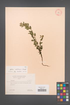 Cytisus ratisbonensis [KOR 3217]