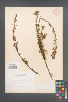 Cytisus ratisbonensis [KOR 4045]