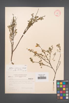 Cytisus ratisbonensis [KOR 4048]