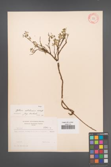 Cytisus ratisbonensis [KOR 4047]