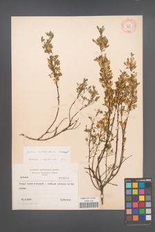 Cytisus ratisbonensis [KOR 3845]