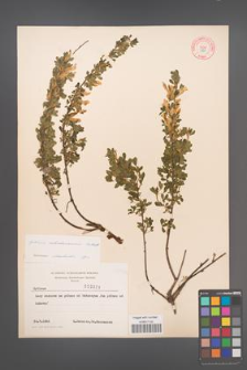 Cytisus ratisbonensis [KOR 3821]