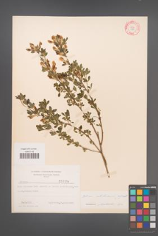 Cytisus ratisbonensis [KOR 3834]