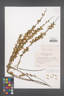 Cytisus ratisbonensis [KOR 4253]