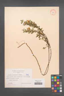 Cytisus ratisbonensis [KOR 4246]