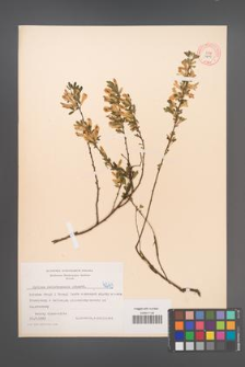 Cytisus ratisbonensis [KOR 4243]
