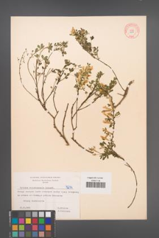 Cytisus ratisbonensis [KOR 4244]