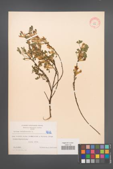 Cytisus ratisbonensis [KOR 4232]