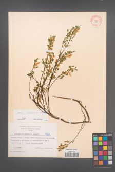 Cytisus ratisbonensis [KOR 4227]