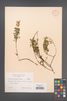 Cytisus ratisbonensis [KOR 4251]