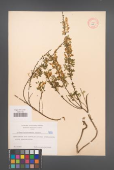 Cytisus ratisbonensis [KOR 4254]