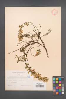 Cytisus ratisbonensis [KOR 4226]