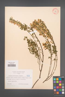 Cytisus ratisbonensis [KOR 4231]