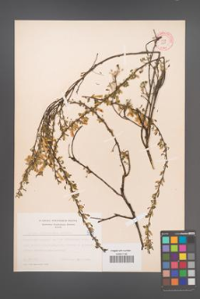 Cytisus ratisbonensis [KOR 5101]
