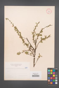 Cytisus ratisbonensis [KOR 5097]