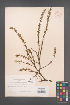 Cytisus ratisbonensis [KOR 5099]