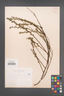 Cytisus ratisbonensis [KOR 5122]
