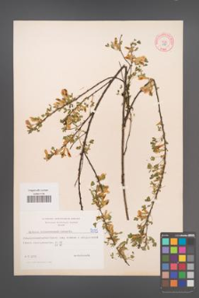 Cytisus ratisbonensis [KOR 5075]