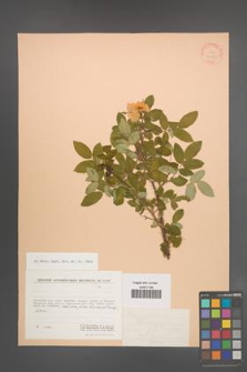 Rosa acicularis [KOR 24523]