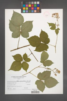 Rubus corylifolius [KOR 47632]
