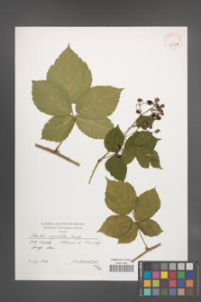 Rubus corylifolius [KOR 39921]