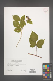 Rubus corylifolius [KOR 39935]