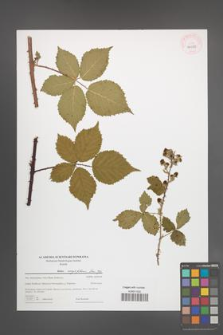 Rubus corylifolius [KOR 44027]