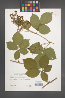Rubus corylifolius [KOR 39934]