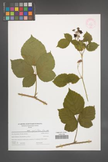 Rubus corylifolius [KOR 44361]