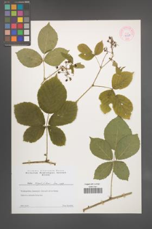 Rubus corylifolius [KOR 44309]