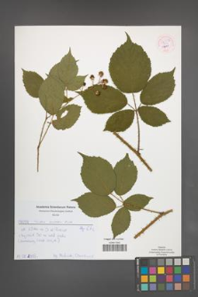 Rubus koehleri [KOR 54548]