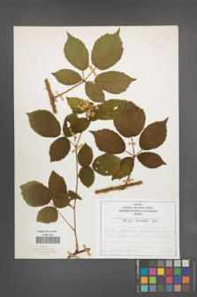 Rubus koehleri [KOR 52519]