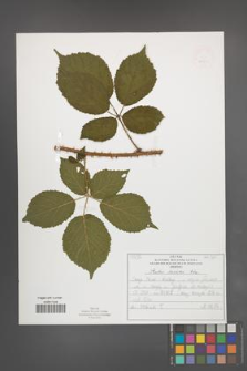 Rubus koehleri [KOR 52521]