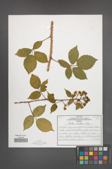 Rubus koehleri [KOR 52527]