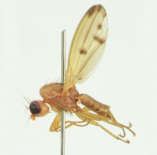 Opomyza florum (Fabricius, 1794)