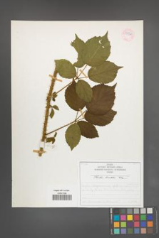 Rubus koehleri [KOR 52518]