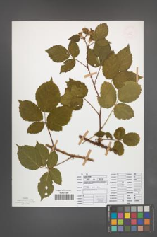 Rubus koehleri [KOR 52532]