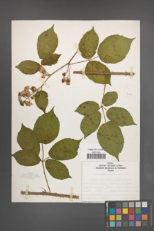 Rubus macrophyllus [KOR 52539]