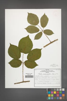 Rubus macrophyllus [KOR 52540]