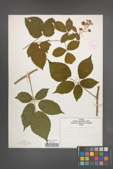 Rubus macrophyllus [KOR 52547]