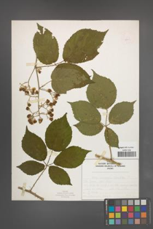 Rubus macrophyllus [KOR 52541]