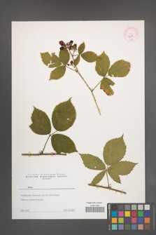 Rubus [KOR 44311]