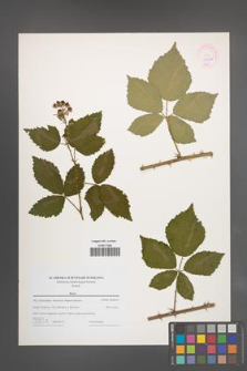 Rubus [KOR 44620]