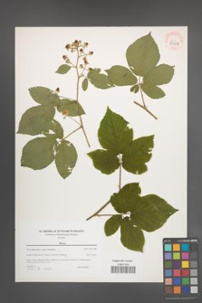 Rubus [KOR 39612]
