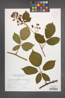 Rubus [KOR 44363]