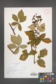 Rubus [KOR 44321]
