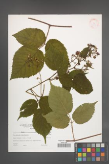 Rubus [KOR 38859]
